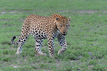 Leopard male hanging around in Sabi Sands Game Reserve in the Greater Kruger Region in South Africa