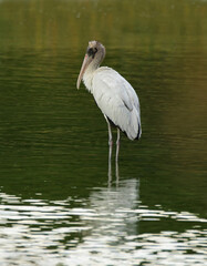 a  vagrant, tropical juvenile wood stork  standing in alexx and michaeal's pond in broomfield, colorado 