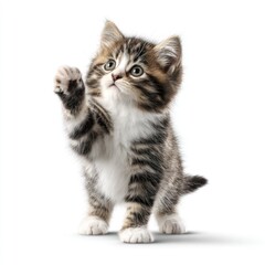 Obraz premium A fluffy kitten, standing on a white surface, raises one paw, looking upwards with its adorable eyes. Its fur is brown, white, and grey striped