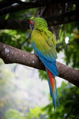 Vibrant macaw parrot in a lush forest.