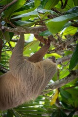 A sloth hanging in a tropical forest.
