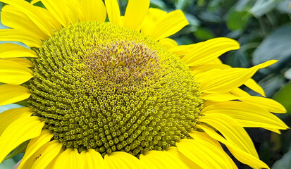 A basket of sunflowers showing its bright yellow petals and greenish-yellow center. Small seeds are...