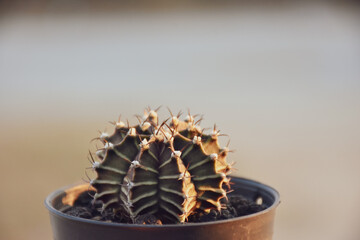 Little cactus on small pot, plant for decoration. Beautiful blooming cactus, selective focus...