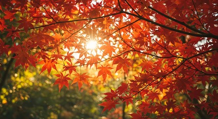 Autumn leaves sunlight