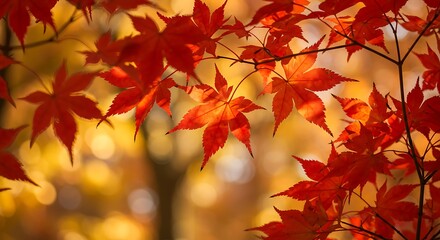 Fototapeta premium Autumn maple leaves background