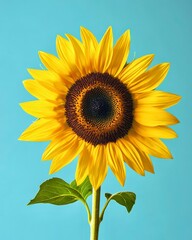 Sunflower vibrant bloom against blue summer sky bright petals cheerful floral background seasonal nature concept