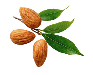 Close-up of almonds on a branch with leaves.  Three whole almonds, light brown, with a ridged texture, are clustered on a twig.  Healthy, fresh-looking, bright green leaves surround the almonds.  
