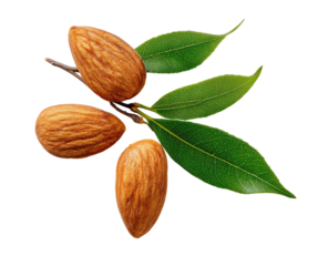 Close-up of almonds on a branch with leaves.  Three whole almonds, light brown, with a ridged texture, are clustered on a twig.  Healthy, fresh-looking, bright green leaves surround the almonds.  
