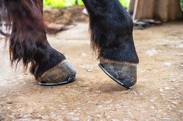 Close up horse hooves with horseshoes in stable