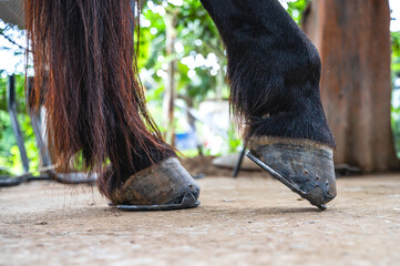 Close up horse hooves with horseshoes in stable