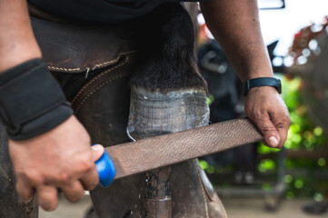 Close up farrier man using tool trimming and shaping horse hoof in stable