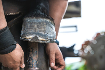 Close up farrier man using tool trimming and shaping horse hoof in stable