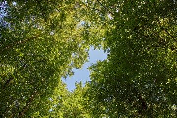 Buscando la claridad ausente a su paso entre verdes ramajes