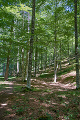 Fototapete bei efototapeten.de bestellen   