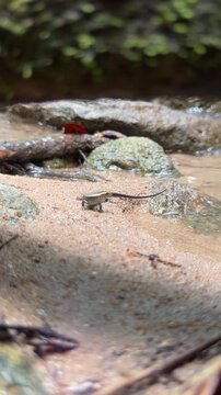 Small Lizard CBe Seen on the Sandy Shoreline Surrounded by Various Stones and Rocks