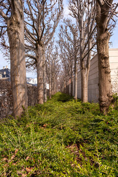 Pathway with trees and greenery integrated in modern architecture in Copenhagen, symbolizing sustainable living, eco-friendly urban design and community identity