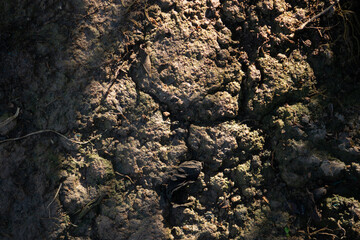 Texture of a dry, cracked mud surface under harsh sunlight. An abstract background about drought and nature.