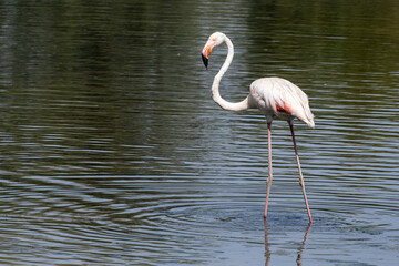 Flamencos descansado y alimentandose en laguna de paso migratorio de La Laguna (Sevilla)