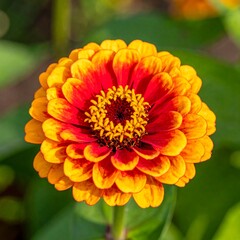 Vibrant orange-red zinnia blossom