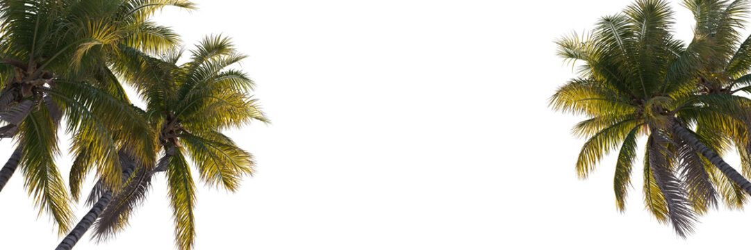 Foreground realistic coconut trees collection on transparent backgrounds. Looking up view, high quality 3d rendering. png format	