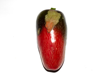 Home grown chilli pepper vegetable rotten and damaged eaten by slugs and pests ruined