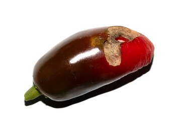 Home grown chilli pepper vegetable rotten and damaged eaten by slugs and pests ruined