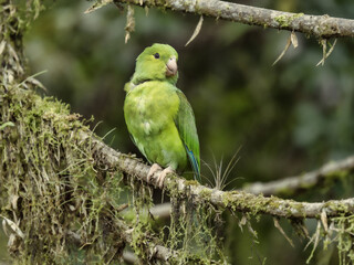 Cobalt-winged parakeet, Brotogeris cyanoptera, perched on an overgrown branch