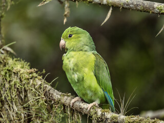 Cobalt-winged parakeet, Brotogeris cyanoptera, perched on an overgrown branch