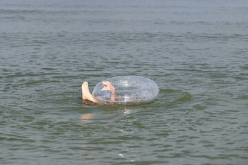 A teenager swings on the waves on an inflatable swimming ring