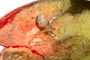Snail eating a rotten damaged chilli pepper vegetable ruined food