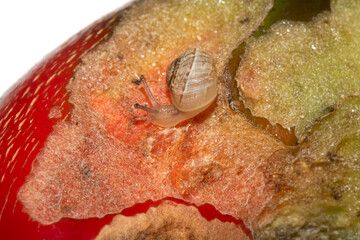 Snail eating a rotten damaged chilli pepper vegetable ruined food