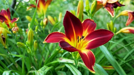 Fototapeta premium Lis d'un jour Hémérocalle orangé, plante vivace, jardin de la saline royale d’Arc-et-Senans dans le Doubs France