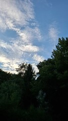 Blue sky dotted with altocumulus above a mixed canopy of broadleaf and conifer trees (Quercus, Pinus). Calm nature background perfect for banners, web design, wellness and environmental themes.