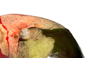 Snail eating a rotten damaged chilli pepper vegetable ruined food