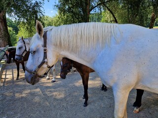 Lipizzaner