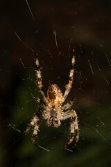Close up of a garden spider on a web arachnophobia scary nature
