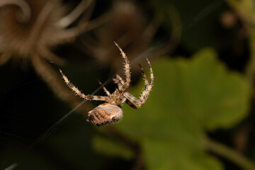 Close up of a garden spider on a web arachnophobia scary nature