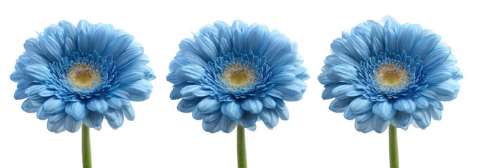 Three light-blue gerbera daisies, isolated against a black background.  Each flower displays a detailed, layered appearance, with numerous petals radiating from a central disk. 