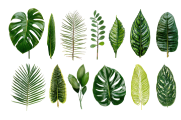 Tropical plant leaves, diverse shapes and sizes