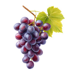 Fototapeta premium A Vibrant Grape: A bunch of succulent grapes hanging from a vine with a verdant leaf in a photorealistic illustration, evoking the essence of freshness and natural goodness.