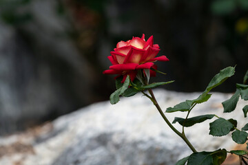 Red and Yellow Rose Bloom with Natural Stone Background in Korea