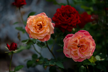 Orange and pink roses in full bloom with red rose background close-up