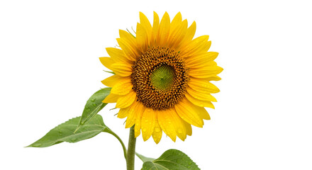 Naklejka premium Radiant sunflower blossom with dew drops against a stark monochrome backdrop