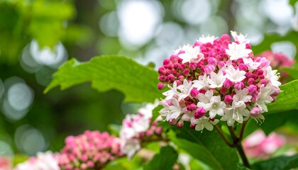 Fototapeta premium Vibrant pink and white flower cluster