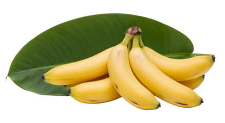 Vibrant yellow bananas nestled on a large lush green tropical leaf cluster