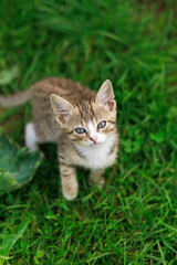 Cute kitten portrait on green grass