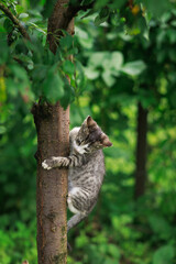 Kitten holding tree trunk