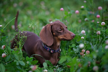 Chocolate colored dachshund dog on a green meadow