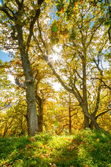 Fototapeta premium Sun shines brightly through the golden autumn leaves of ancient oak trees, casting a warm glow