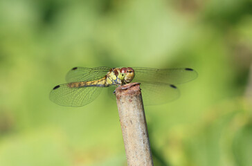 Große Heidelibelle - Common Darter